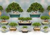 Cultura plantelor Bonsai