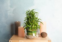 Cum sa aratam bine cu ajutorul plantelor