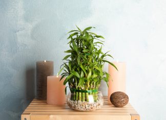 Cum sa aratam bine cu ajutorul plantelor