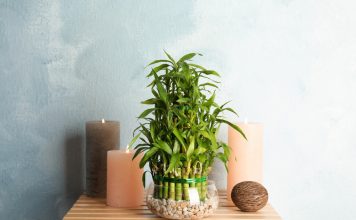 Cum sa aratam bine cu ajutorul plantelor